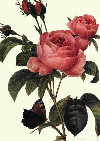 Fountain of Flowers - Set 29. 74 Pages to DOWNLOAD